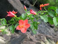 Hibiscus praeteritus all3-t.JPG